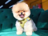 Ayı Surat Pomeranian Yavru