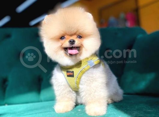 Ayı Surat Pomeranian Yavru görsel