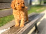 apricot toy poodle