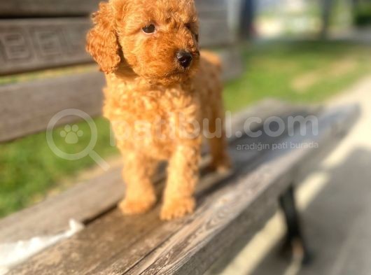 Apricot Toy Poodle