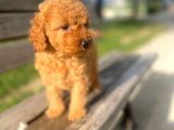 Apricot Toy Poodle