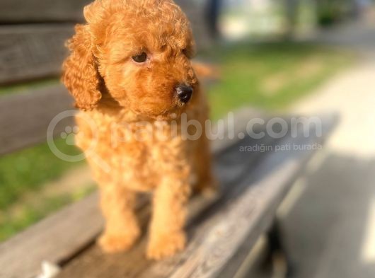 Apricot Toy Poodle görsel