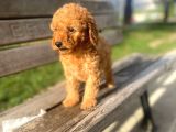 Apricot Toy Poodle