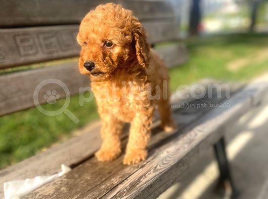 Apricot Toy Poodle görsel
