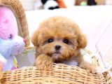 SEVİMLİ TOY POODLE BEBEKLER