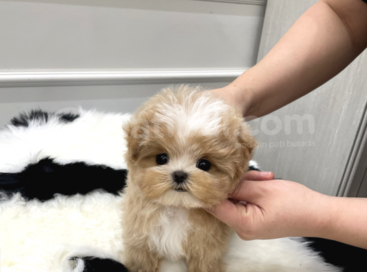 Toy Poodle Bebekleri̇mi̇z görsel