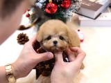 Toy Poodle Bebekleri̇mi̇z