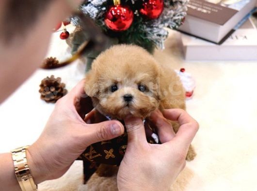 Toy Poodle Bebekleri̇mi̇z görsel