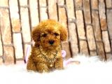 Kivircik Toypoodle Dünyasi