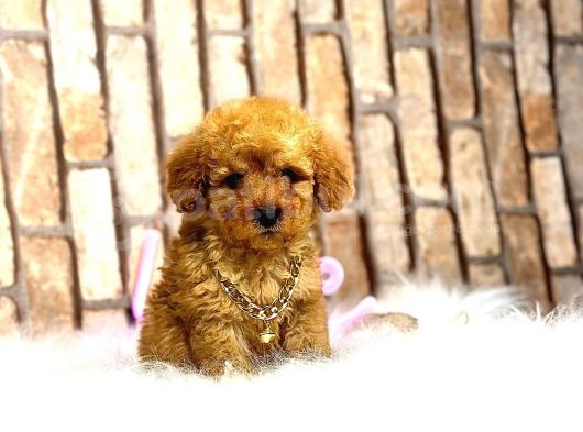 Kivircik Toypoodle Dünyasi görsel