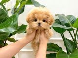 Dünya Tatlisi  Toy Poodle Yavrularimiz