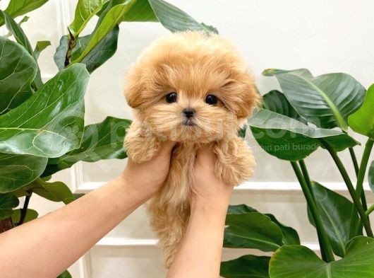 Dünya Tatlisi  Toy Poodle Yavrularimiz görsel