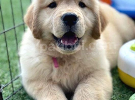 Golden Retriever Cins Kopek görsel
