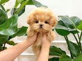 Dünya Tatlisi  Toy Poodle Yavrularimiz