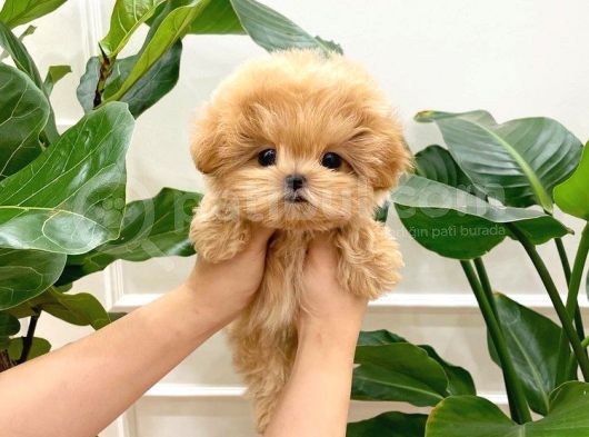 Dünya Tatlisi  Toy Poodle Yavrularimiz görsel