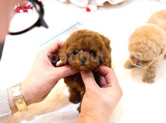 Sevi̇mli̇ Red Brown Toy Poodle Bebekleri̇mi̇z görsel
