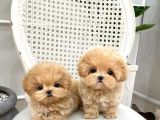 DÜNYA TATLISI  TOY POODLE YAVRULARIMIZ