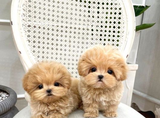 Dünya Tatlisi  Toy Poodle Yavrularimiz