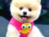 Pomerani̇an Boo