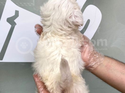 Irkinin En Güzeli̇nden Maltese Terri̇er Yavrular görsel