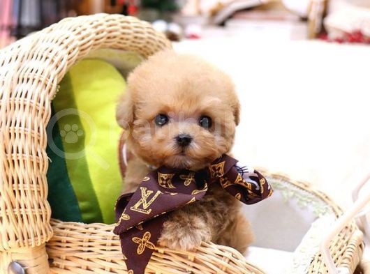 Toy Poodle Bebekleri̇mi̇z görsel
