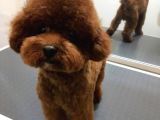 Anne Altindan Toy Poodle Bebekler