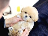 Dünya Tatlisi Red Brown Toy Poodle Yavrularimiz