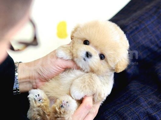 Dünya Tatlisi Red Brown Toy Poodle Yavrularimiz görsel