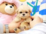 Sevi̇mli̇ Toy Poodle Bebekleri̇mi̇z
