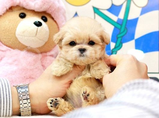 Sevi̇mli̇ Toy Poodle Bebekleri̇mi̇z görsel