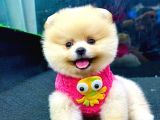 pOMERANİAN BOO