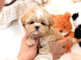 Show Kali̇te Toy Poodle Bebekleri̇m