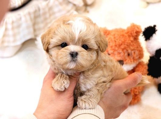 Show Kali̇te Toy Poodle Bebekleri̇m görsel