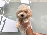 Kar Beyaz Malti̇poo Yavrulari