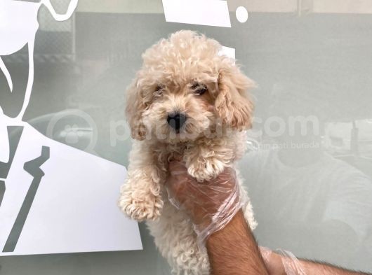 Kar Beyaz Malti̇poo Yavrulari görsel