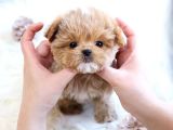 KORE KANI  TOY POODLE YAVRULARİMİZ