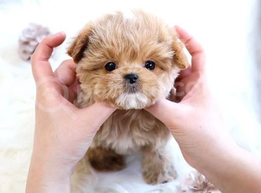 Kore Kani  Toy Poodle Yavrulari̇mi̇z