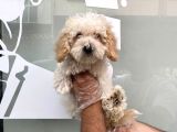 KAR BEYAZ MALTİPOO YAVRULARI