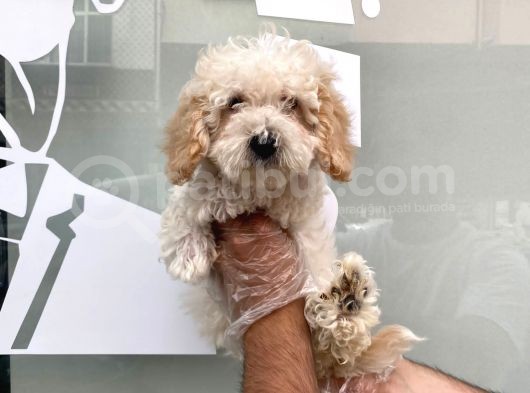 Kar Beyaz Malti̇poo Yavrulari