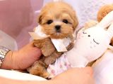 Show Kali̇te Toy Poodle Bebekleri̇m