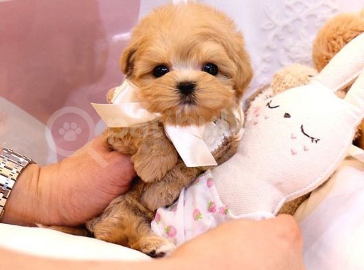 Show Kali̇te Toy Poodle Bebekleri̇m görsel