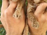 Cavapoo Bebeklerimiz