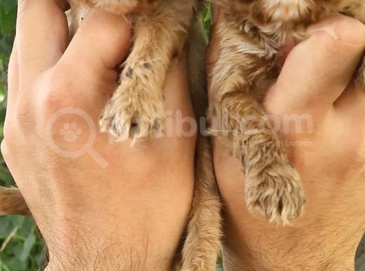 Cavapoo Bebeklerimiz görsel