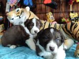 Irk garantili Border collie yavruları