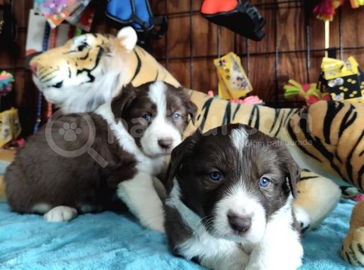 Irk garantili Border collie yavruları