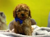 Kivir Kivir Toypoodle Yavrulari