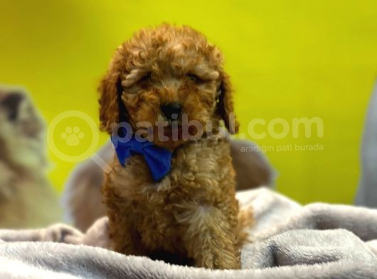 Kivir Kivir Toypoodle Yavrulari görsel