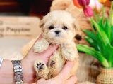 SEVİMLİ TOY POODLE BEBEKLERİMİZ