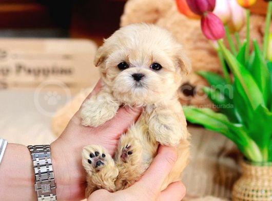 Sevi̇mli̇ Toy Poodle Bebekleri̇mi̇z