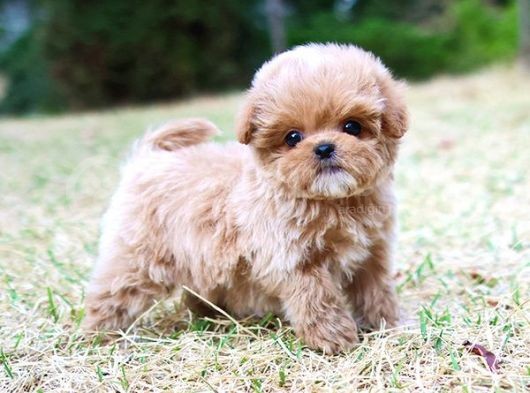 Kore Kani  Toy Poodle Yavrulari̇mi̇z görsel